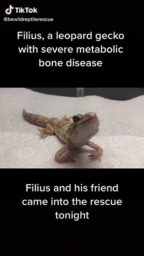 Rescuing Filius: A Story of Overcoming Metabolic Bone Disease in Leopard Geckos