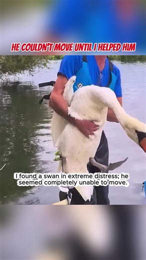 I paddled over and brought him back to free the bird from the reeds #SwanRescue #WildlifeSaving #PaddlerHero #AnimalFreedom #USA