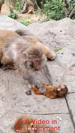 so sad | Cute Babies Monkey