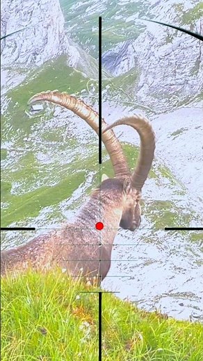 Mountain Goat Hunting | Caccia alla capra di montagna | Jacht op berggeiten