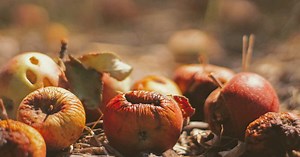 Agriculture, distribution, restauration : contre le gaspillage alimentaire, les solutions qui font leurs preuves