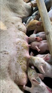 Commercial feed first taste#backyardfarming