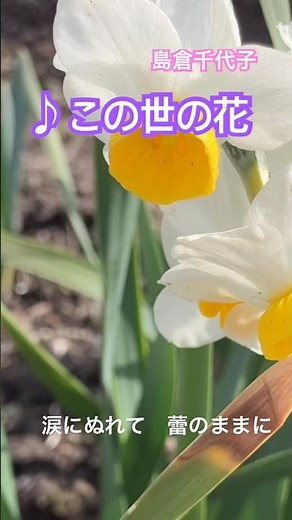 #この世の花 #島倉千代子 春の花バージョン