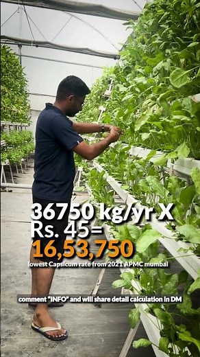 Profit from Capsicum in Hydroponic Farming| Kryzen biotech