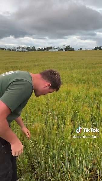 Barley Update: Insights on Spring Barley Growth