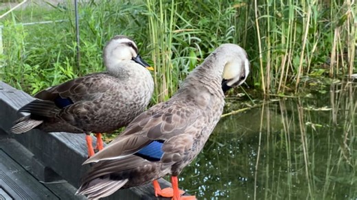 Goose, Canada Goose, Waterfowl