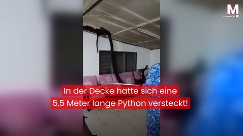 5,5 Meter langes Reptil im Wohnzimmer: Python fällt aus der Decke