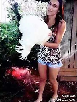 Matando mas um frango