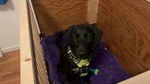 Do-It-Yourself Dog Pens: Custom Canine Confinement!