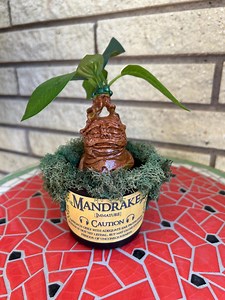 Baby Mandrake | Harry | Bookshelf Decor | Halloween Decor | Herbology | Magical Plant | Wizarding World | Gift - Etsy