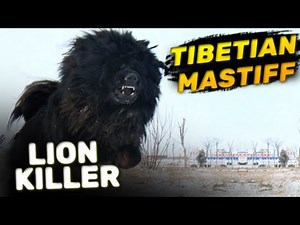 Tibetian Mastiff - Huge Guardian of the Himalayas | Characteristics