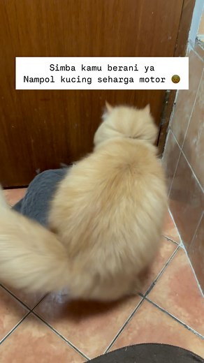  퐒퐈퐌퐁퐀 혃혀 퐊퐎퐁퐄 ‍⬛ on Instagram: "Kata simba : “Seharga mobil aja gue berani” HAHAHAHAHAHAH"