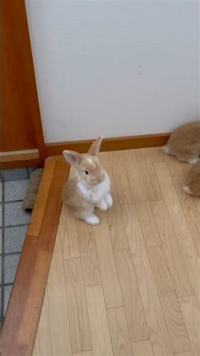 Baby Bunny and Mommy Bunny Daily Routine 🐰 Eating Pellets & Cute Moments