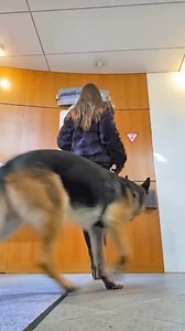 Absolute security 😎 Cre: k9_explorer | German Shepherd Overload