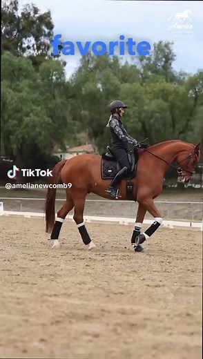 Introducing Canter Pirouettes: Step-by-Step Training Guide