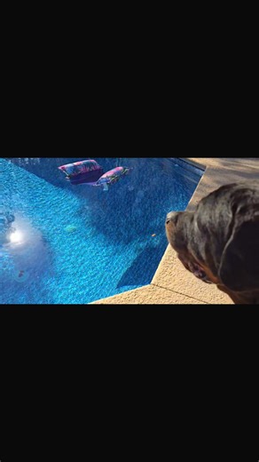 How dare that pool float exist in his universe? 😂 Apollo’s out here guarding the backyard like it’s Area 51, and this suspicious inflatable is enemy number one. #GuardianOfThePool #SuspiciousObjects101 #RottieLogic #BackyardSecurity #ApolloApproves…Eventually | Kristanna Ricketts