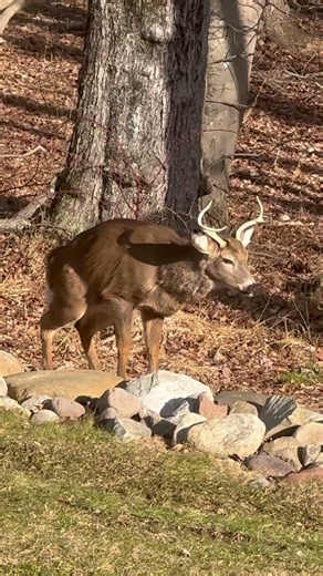 Buck startled while urinating #nature #naturelovers #deer #whitetail #shorts