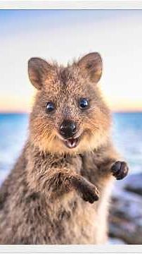 Meet the World's Happiest Animal: The Quokka!