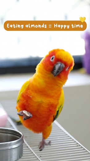 Happy Sun Conure Eating Almonds