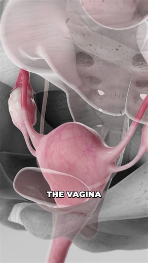 Viz Medical on Instagram: "A "sacrohysteropexy for uterine prolapse" is a surgical procedure used to treat a dropped uterus (uterine prolapse) by suspending it to the sacrum bone using a mesh sling. #medicaleducation #medicalanimation #3danimation #3dmedicaleducation #3danimationsurgery"