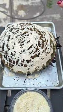 Let's grill up and eat a massive sunflower head 🌻