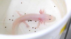 3.7K views · 45 reactions | Preserving genetic material for aquatic species is the mission of the LSU AgCenter Aquatic Germplasm and Genetic Resources Center. These animal and plants play important roles in commercial aquaculture and biomedical research. | LSU AgCenter | Facebook