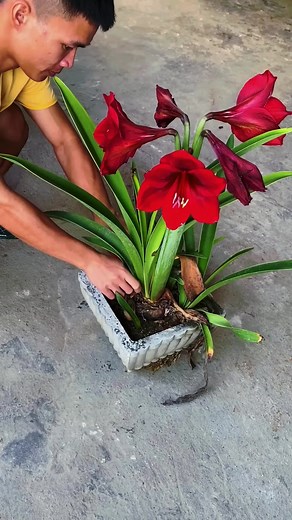 3.5M views · 10K reactions | I replanted this beautiful lily when the flower was dying 1 #rosegarden #rosegarden #plantingseeds #plantingroots #growing #growingtree #anthurium #anthuriumhybrid #flowerplant #flowers #roseflower #Growing #Planting #FlowerPlant #Anthurium #plantingroots #roses | Quick Tips | Facebook