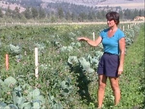 Living Mulch Sustainable Farming near Missoula