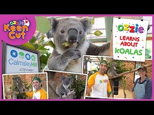 Cute Koalas Video for Toddlers | Educational Video for Kids