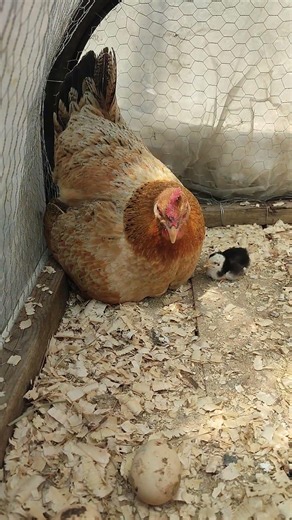 “A mother’s heart… 🐣🥚 Caring for every single one! #cuteanimals #shorts”