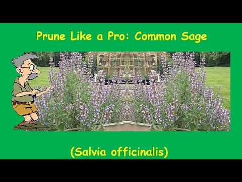 Prune Like a Pro: Sage