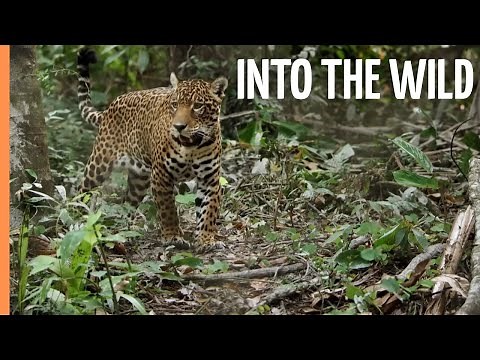 Into the Wild - The Untamed Rainforests and Unique Creatures of Guyana | Full Documentary