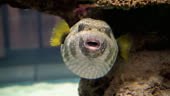Funny face of a cute blowfish or pufferfish in coral reef in a...
