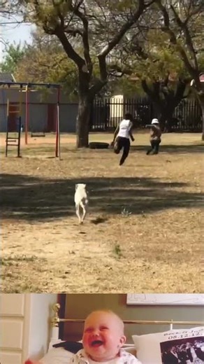 Dog tried to chased A Boy Part2 😱 | Animal fighting video | #shorts #animals