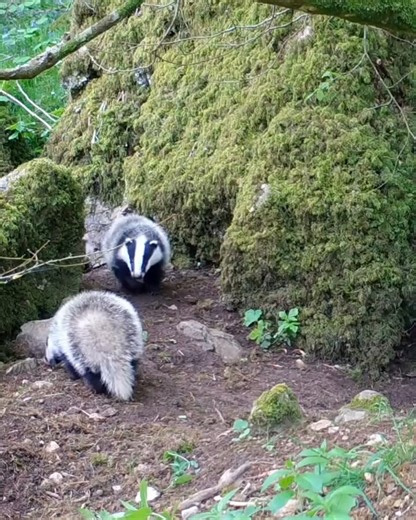 European badger cubs chase and wrestle, behaviors that help them build strength and coordination