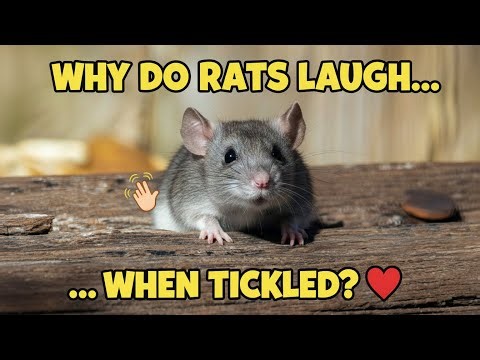 Why Do Rats Laugh When Tickled — And Can Humans Hear It? 🐀😂