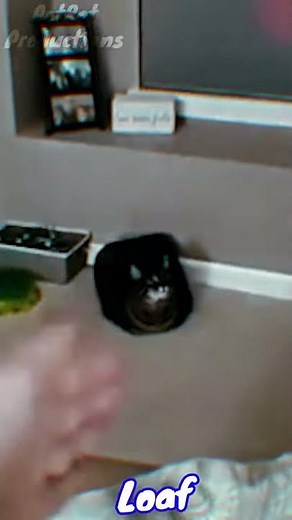 cat turns into a loaf of bread