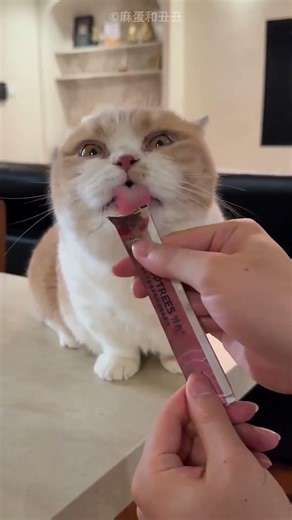 Naughty Owner Pranks His Cat 😍❤️