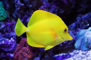 Yellow Tang