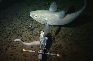 VIDEO: World's deepest fish discovered in Mariana Trench by Aberdeen scientists