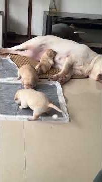 It's been 16 days dog mom doesn't want to take care of them 🤣 #LabraPig puppy