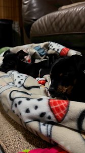 19K views · 560 reactions | Nothing to see here but to sleepy puppies. #TooCute #Puppies #SleepyDogs | Larry_the_great_dane | Facebook