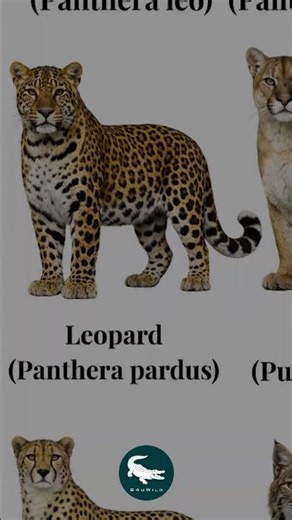 You won’t see it… until it’s too late 👀🌿 Leopard: The Silent Shadow 🐆🔥