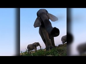 Caught On Camera: Elephant Stomps GoPro