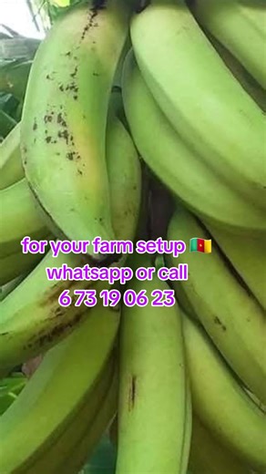 #cameroontiktok🇨🇲 #agriculture #foryoupage #plantains #farm