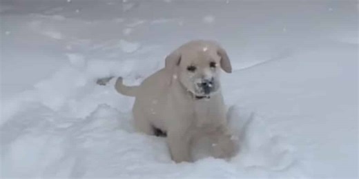 This Video Will Brighten Your Day: Labrador Puppies Playing in the Snow