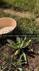 507K views · 4.5K reactions | It’s an older video but same process! The first plant I’m picking from in the video is actually my giant one currently on the side of my house before it started its second year. Noah Babb is singing! #homestead #howto #recipe #remedy #tincture #mullein #ks | Katherine Umbarger | Facebook