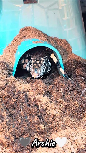 Archie busy digging in his castle hide, I'm not sure how much longer he will fit in this hide unfortunately 😂 I'll have to go and get/make a bigger one for him soon! | Adventures with Archie