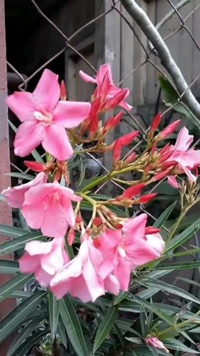Nerium Oleander Plant #shorts