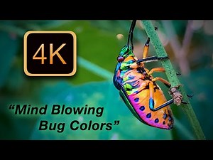 Mind-Blowing Colors: 14 Insects in 4K Macro